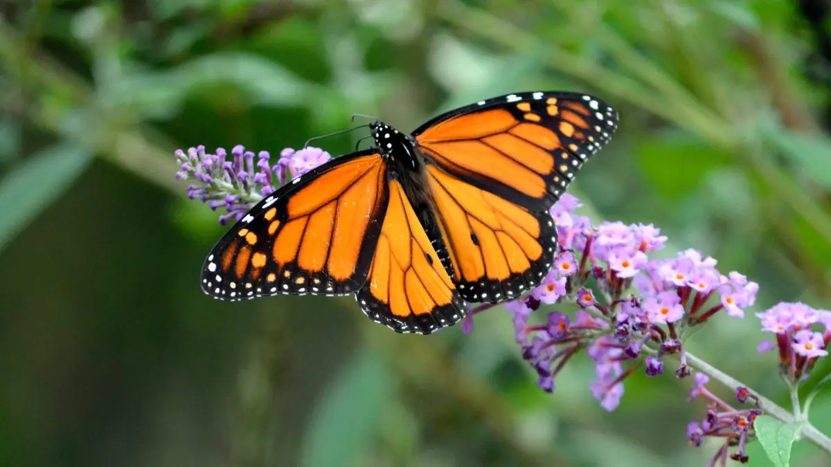 Butterfly Walk event image from Trail + nature calendars.