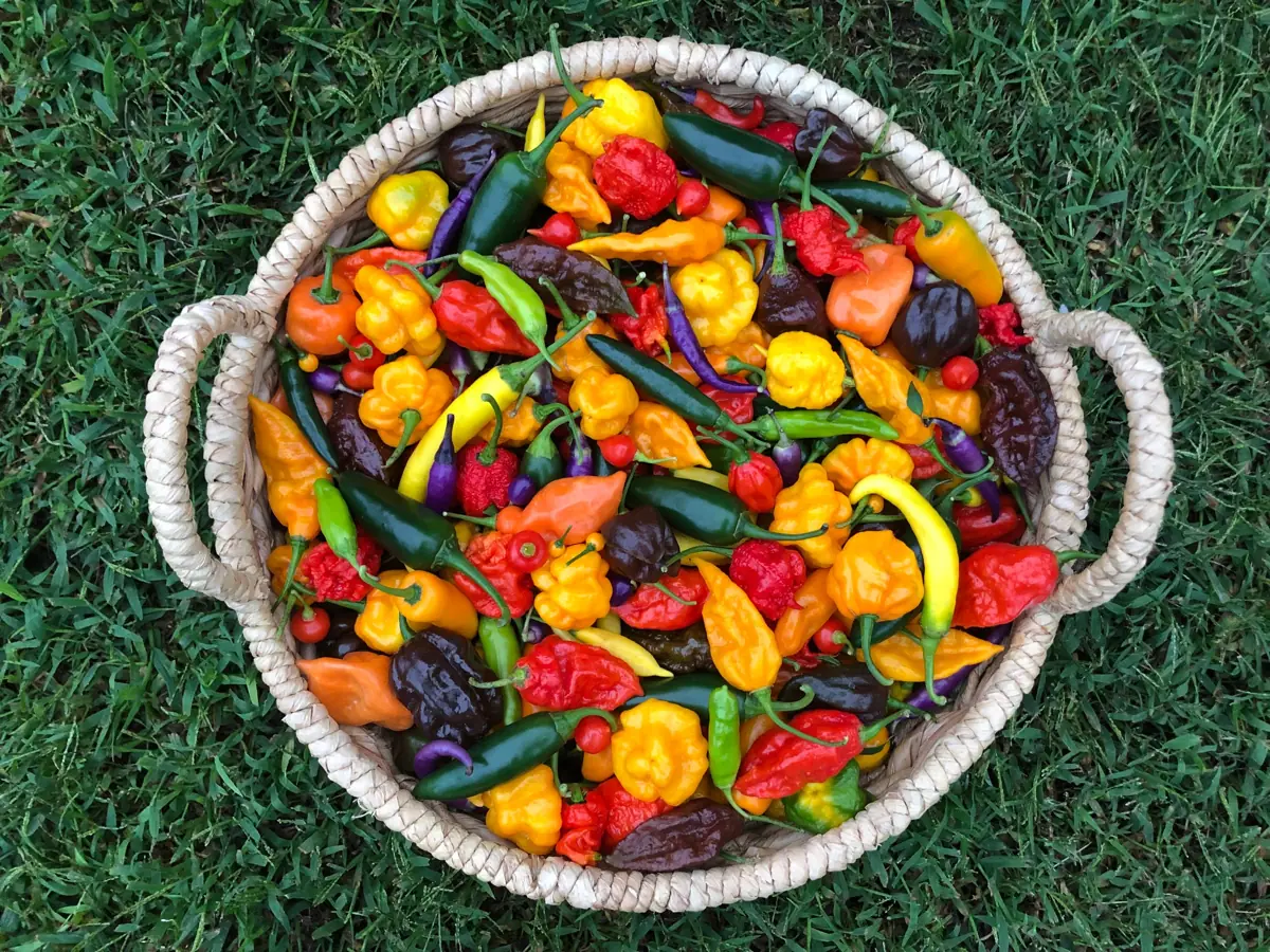 Mount Holly Farmers Market event image from Farmers market calendars.
