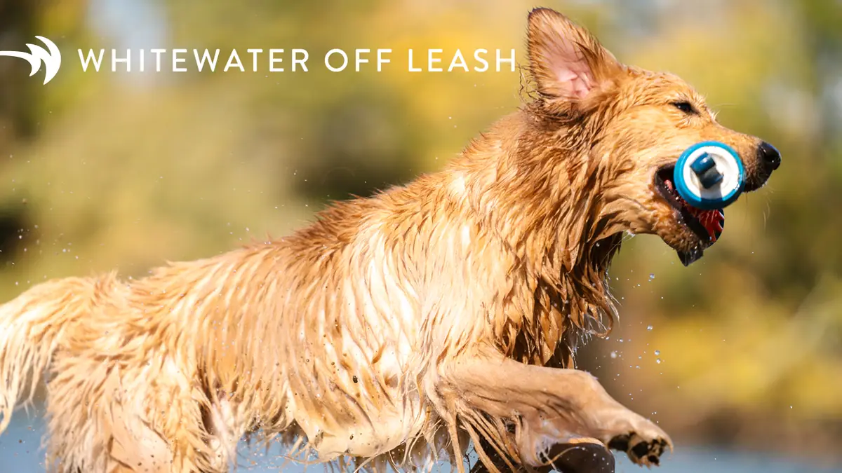 Off Leash: Trick & Treat event image from Whitewater Center.